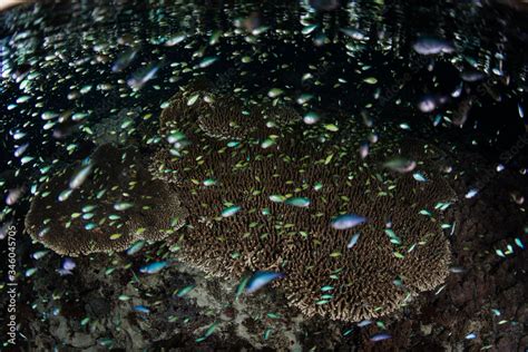 Tiny damselfish swarm above a shallow coral reef in Indonesia as they ...