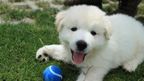 Golden Retriever Samoyed Cross = perfect puppy. | Samoyed, Retriever, Golden retriever