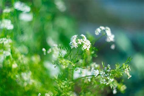 Cilantro vs Parsley - Difference and Comparison | Diffen