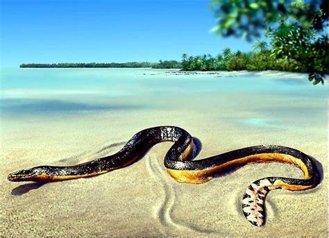 Yellow-bellied Sea Snake – "OCEAN TREASURES" Memorial Library