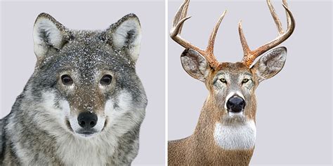 Predators Vs Prey: I Created A Funny Experiment By Swapping Animal Eyes | Bored Panda