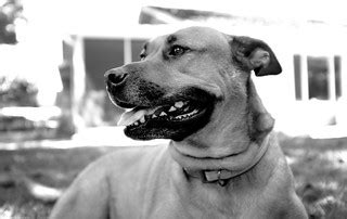 Back Yard Pet Dog | Eric Sonstroem | Flickr