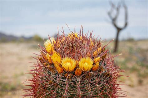 Sonoran Desert Flowering Plants | Best Flower Site