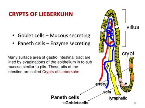 101 best images about usmle on Pinterest | Duke, Cleft lip and Copper