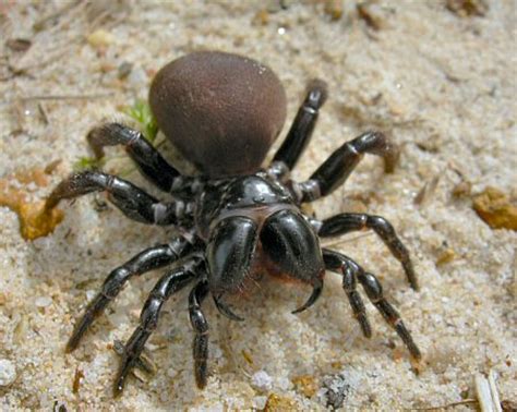 Mygalomorphae or primitive spiders, funnel-web, trapdoor and mouse spider