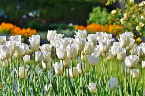 White Tulips Meaning ( Secret Meanings & Symbolism ) » Flower Duty