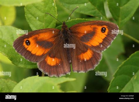 Gatekeeper Butterfly Stock Photo - Alamy