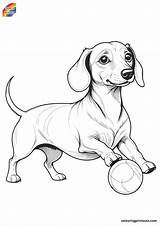10  Sausage Dog Colouring Pages sketch template