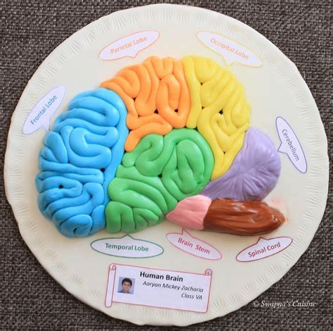 Model of Human Brain with Fondanthttps://teelegcom | Proyectos de ...