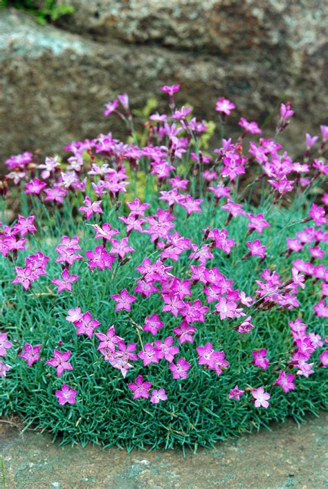 15 Drought-Tolerant Groundcovers for a Low-Maintenance Landscape | Drought tolerant perennials ...