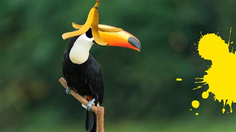 15 Amazing Toco Toucan Facts You Never Knew | Beano.com