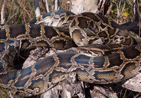 African Rock Python – Florida Snake ID Guide