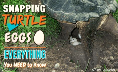 Snapping Turtle Eggs - Everything You Need to Know