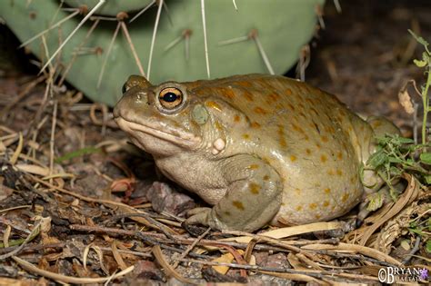 Sonora Desert Toad, Tucson, AZ - Nature Photography Workshops and ...