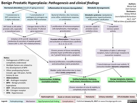 Benign Prostatic Hyperplasia: Pathogenesis and clinical findings | Calgary Guide