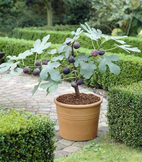 Feigenbaum Im Garten Einpflanzen