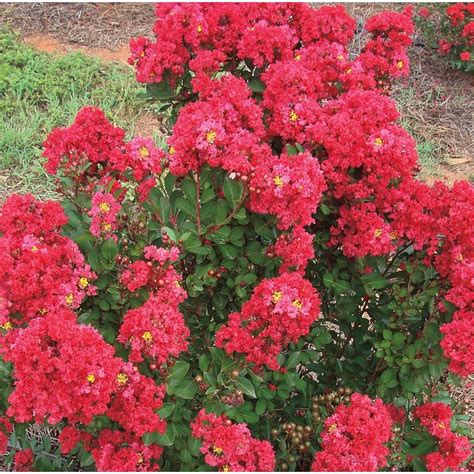 Red Flowering Shrub in Pot (With Soil) (L26196) at Lowes.com