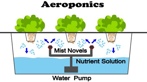 aeroponics Archives - NoSoilSolutions