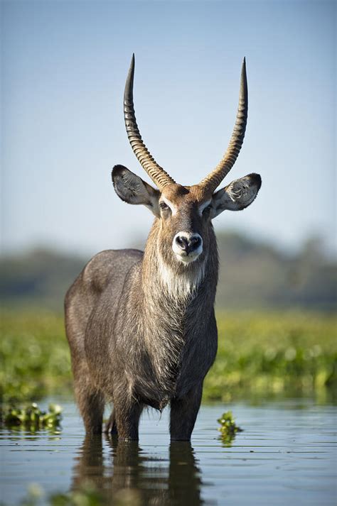 An Antelope Standing In Shallow Water Photograph by David DuChemin ...