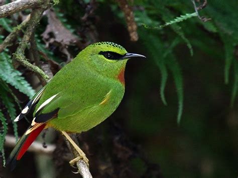 √ National Parks And Wildlife Sanctuaries In Sikkim