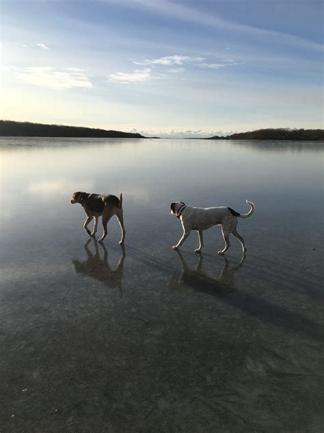 Great Pond Foundation » A View of Frozen Edgartown Great Pond