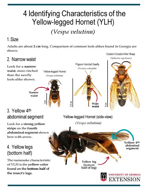 Yellow Legged Hornet – Alabama Agriculture & Industries – Plant Protection