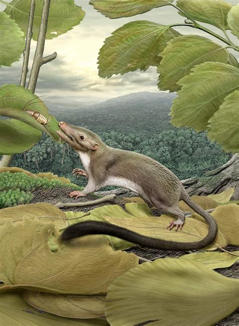 Meet Your Mama: First Ancestor of All Placental Mammals Revealed | Live ...