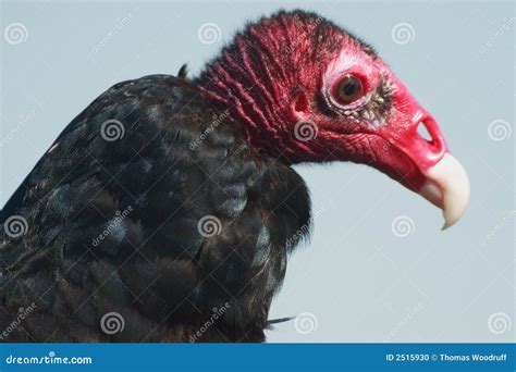 Turkey vulture close-up stock photo. Image of head, white - 2515930