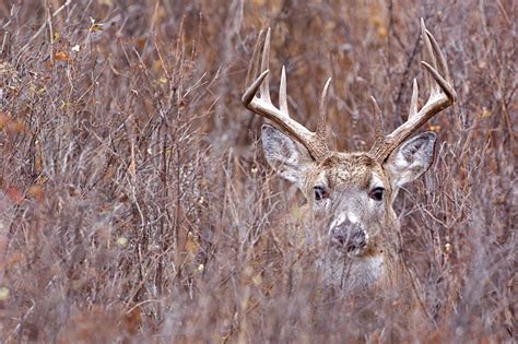 Deer Hunting in North Dakota - Realtree Camo