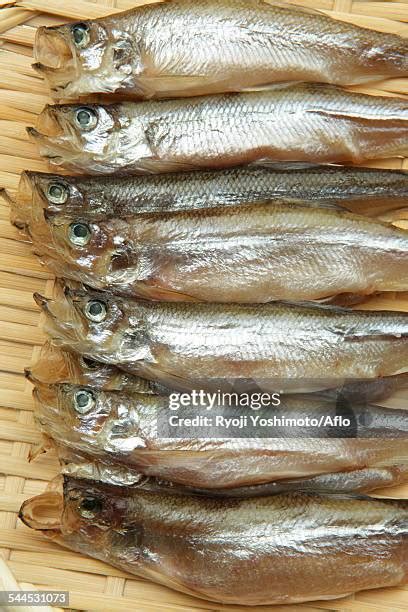 205 Shishamo Fish Stock Photos, High-Res Pictures, and Images - Getty Images