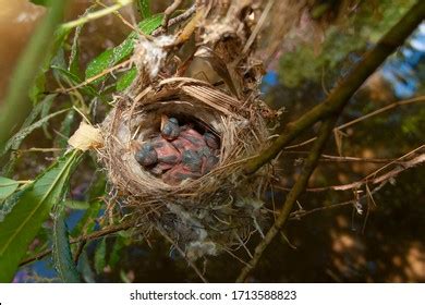 Nest Common Nightingale Luscinia Megarhynchos Malaga Stock Photo 1713588823 | Shutterstock