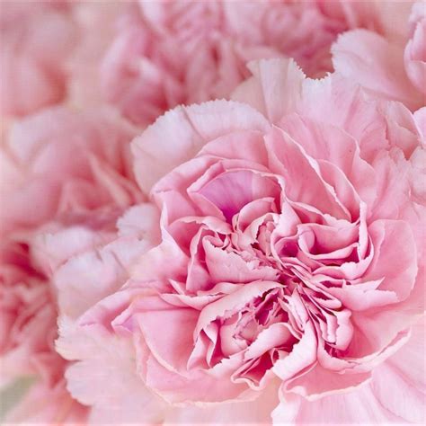 Light Pink Carnations - Florabundance Wholesale Flowers