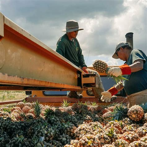 Maui Pineapple Tour | Pineapple Farm Tours in Maui, HI