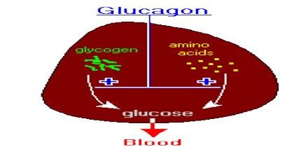 About Glucagon - Assignment Point