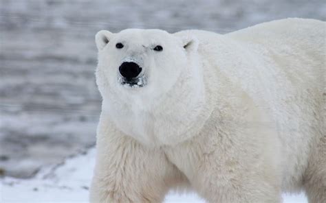 750 Unique Polar Bear Names with Meanings & Origins - Name Doa