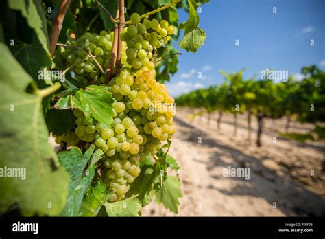 Vine with white grapes Stock Photo - Alamy