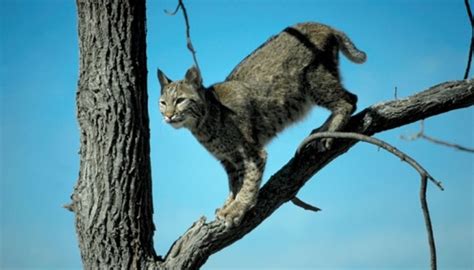 Predators of the Southern Flying Squirrel | Sciencing