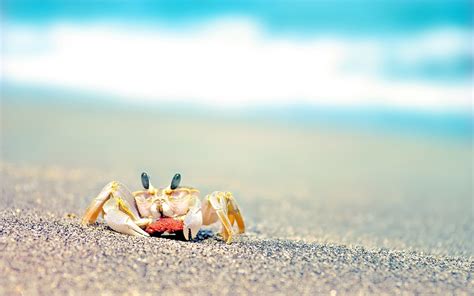 70+ Crab HD Wallpapers and Backgrounds