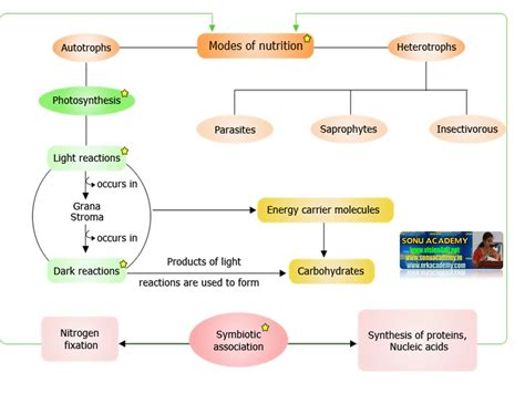 SONU ACADEMY: HETEROTROPHIC NUTRITION SAPROPHYES-TEXT