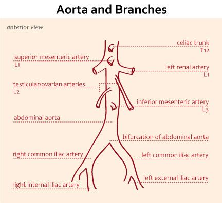 Abdominal Vasculature Anatomy - Anatomy Book