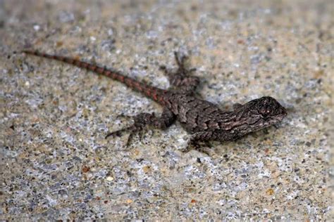 12 Types of Lizards in Virginia (Pictures) - Wildlife Informer