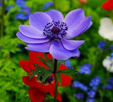 Poppies in Germany | Pictures of poppy flowers, Flower field, Beautiful flowers