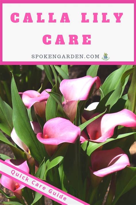 Calla Lily Care: A Mini Plant Profile - DIY Garden Minute Ep. 90 | Lily ...