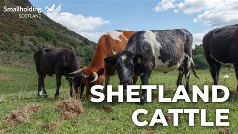 Shetland Cattle - Livestock showcase - Scottish Smallholder Festival 2020 - YouTube