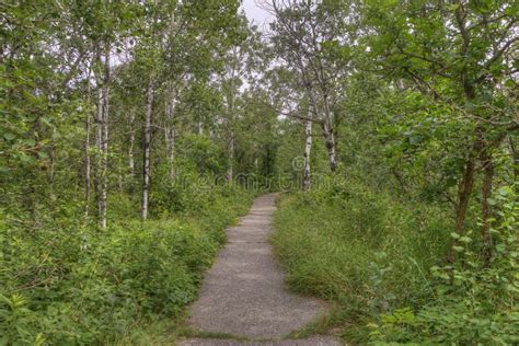 Birds Hill Provincial Park, Manitoba Stock Photo - Image of provincial, summer: 113163896