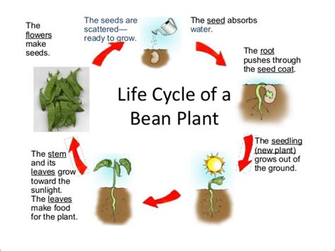 Life cycle of a plant | Science lessons and worksheets for children