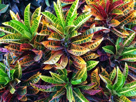 Codiaeum Assorted | PLANTS WHITSUNDAY