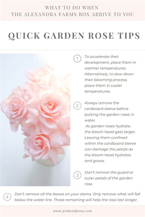 Quick Garden Rose Tips | Floral Tips & Tricks in 2022 | Quick garden ...