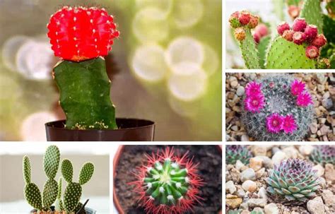 Different Types Of Cactus