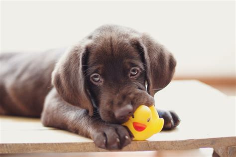 Why Do Dogs Like Squeaky Toys? Understanding Dog Behavior and Play